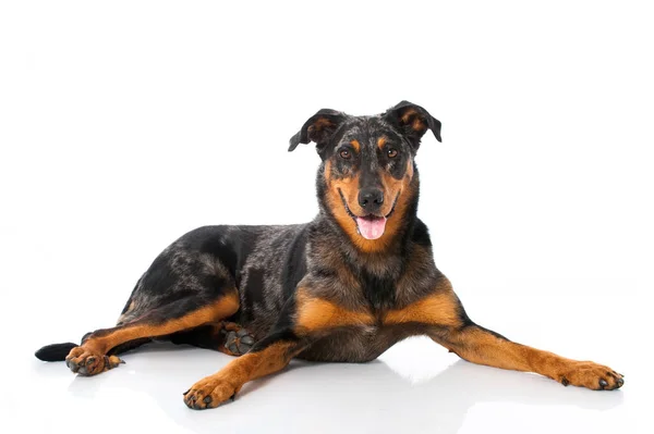 Beauceron Hund Isolerad Vit Bakgrund — Stockfoto