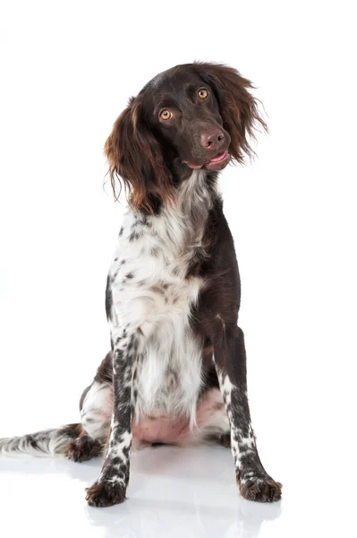 Kleiner Münsterländer Hund Isoliert Auf Weißem Hintergrund — Stockfoto