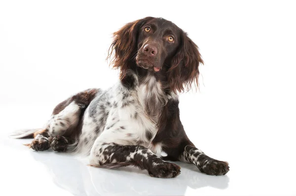 Kleiner Münsterländer Hund Isoliert Auf Weißem Hintergrund — Stockfoto