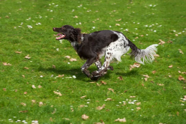 Çayırdaki Küçük Canavar Köpeği — Stok fotoğraf