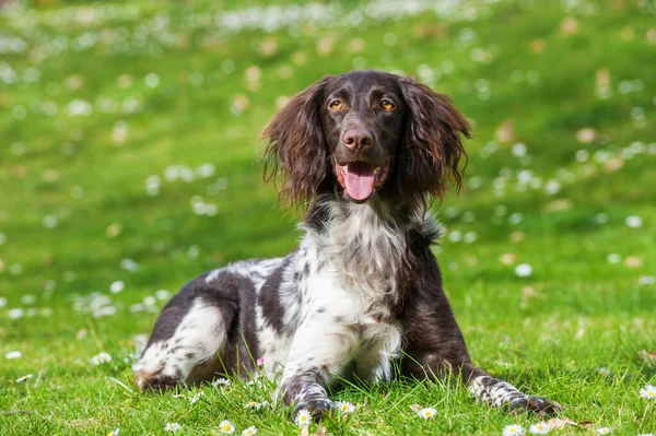 Anjing Munsterlander Kecil Padang Rumput Stok Gambar Bebas Royalti