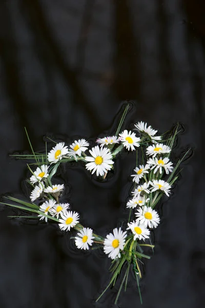 デイジーの花のフローティングハート — ストック写真