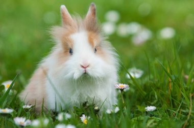 Bahar otlağında cüce tavşan