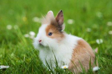 Bahar otlağında cüce tavşan