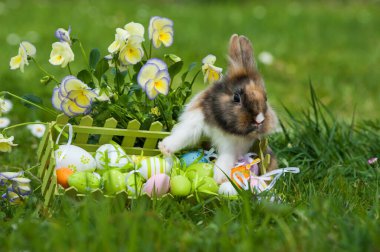 Bahar otlağındaki Paskalya Tavşanı