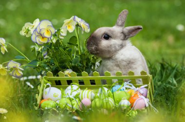 Bahar otlağındaki Paskalya Tavşanı