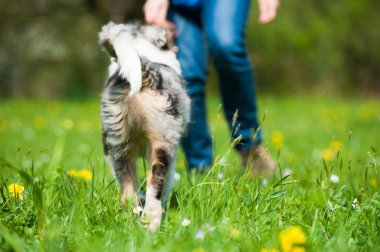 Bahar çayırındaki yavru köpek.