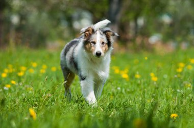 Bahar çayırındaki yavru köpek.