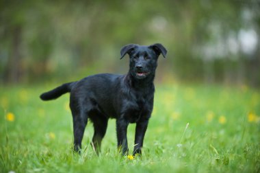 Bahar çayırındaki yavru köpek.