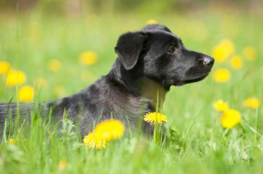 Bahar çayırındaki yavru köpek.