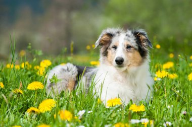 Bahar çayırındaki yavru köpek.
