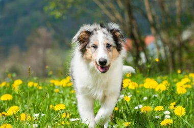 Bahar çayırındaki yavru köpek.
