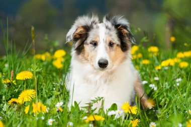 Bahar çayırındaki yavru köpek.
