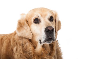 Golden Retriever köpeği beyazda izole edilmiş.