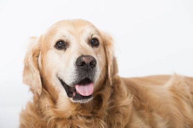 Golden Retriever köpeği beyazda izole edilmiş.