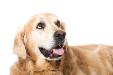 Golden Retriever köpeği beyazda izole edilmiş.