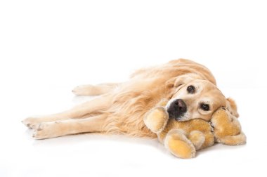 Golden Retriever köpeği beyazda izole edilmiş.