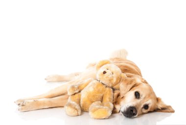 Golden Retriever köpeği beyazda izole edilmiş.