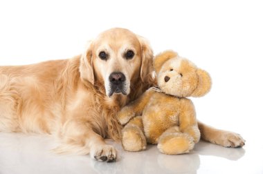 Golden Retriever köpeği beyazda izole edilmiş.