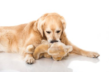 Golden Retriever köpeği beyazda izole edilmiş.