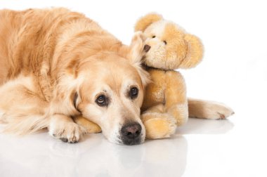 Golden Retriever köpeği beyazda izole edilmiş.