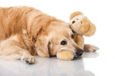 Golden Retriever köpeği beyazda izole edilmiş.