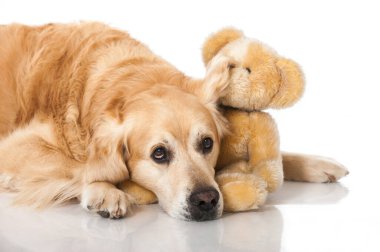 Golden Retriever köpeği beyazda izole edilmiş.