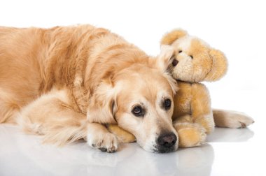 Golden Retriever köpeği beyazda izole edilmiş.