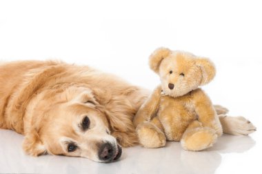 Golden Retriever köpeği beyazda izole edilmiş.