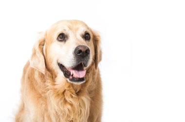Golden Retriever köpeği beyazda izole edilmiş.