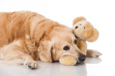 Golden Retriever köpeği beyazda izole edilmiş.
