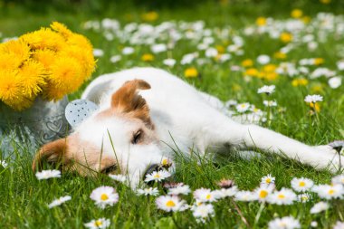 Bahar otlağında uyuyan köpek