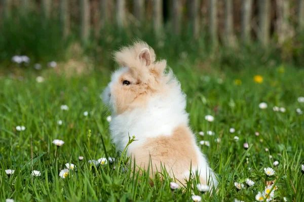 春の牧草地でのドワーフウサギ — ストック写真