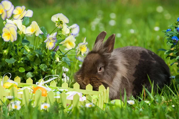 春の牧草地でイースターウサギ — ストック写真