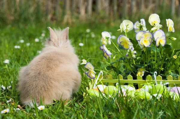 春の牧草地でイースターウサギ — ストック写真