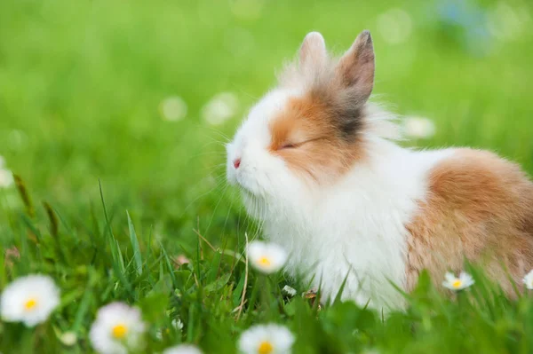 春の牧草地でのドワーフウサギ — ストック写真