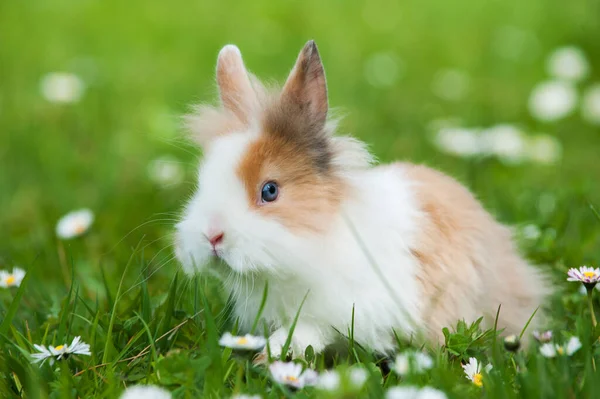 Bahar Otlağında Cüce Tavşan — Stok fotoğraf