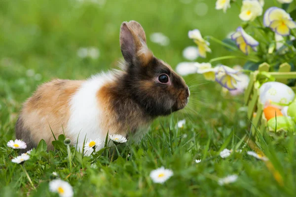 春の牧草地でイースターウサギ — ストック写真