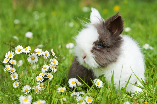 草原の中のドワーフのウサギ — ストック写真