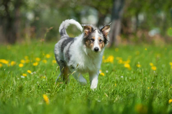 Welpe Auf Einer Frühlingswiese — Stockfoto