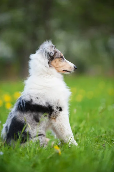 Filhote Cachorro Prado Primavera — Fotografia de Stock