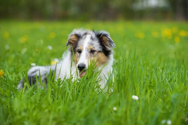 Welpe Auf Einer Frühlingswiese — Stockfoto