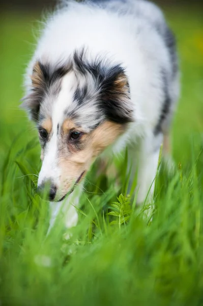 Cachorro Prado Primavera — Foto de Stock