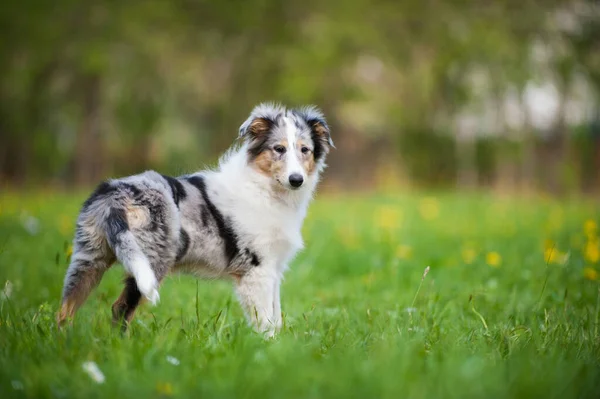 在春天的草地上的小狗 — 图库照片