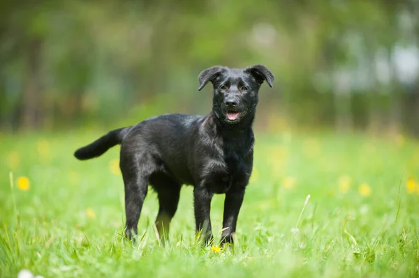 Anak Anjing Padang Rumput Musim Semi — Stok Foto