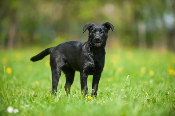 Puppy Spring Meadow — Stock Photo, Image