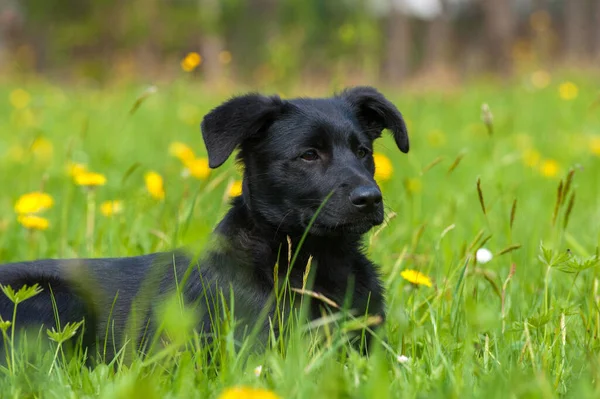 Anak Anjing Padang Rumput Musim Semi — Stok Foto