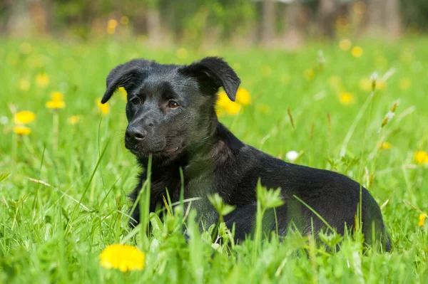 春の牧草地で子犬 — ストック写真