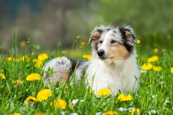 Cachorro Prado Primavera — Foto de Stock