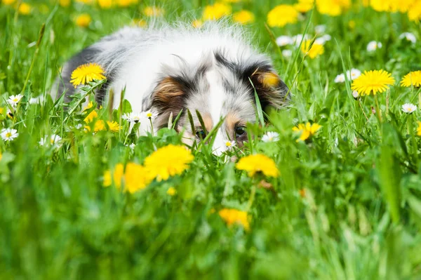 Welpe Auf Einer Frühlingswiese — Stockfoto